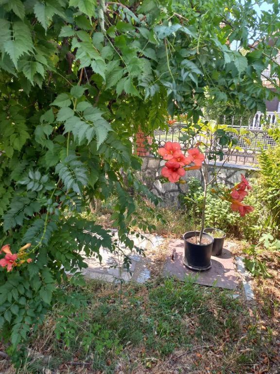 Traveler'S Rest - Near Podgorica Airport Hostel Mitrovici  Luaran gambar