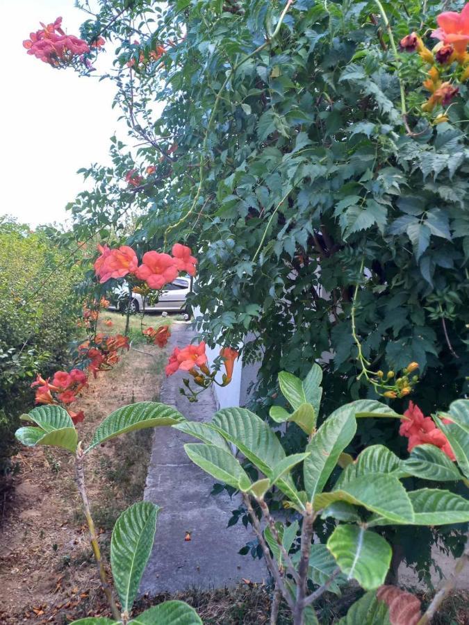 Traveler'S Rest - Near Podgorica Airport Hostel Mitrovici  Luaran gambar